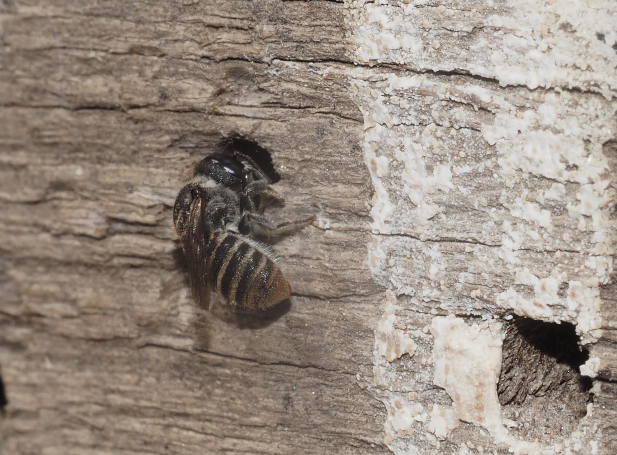 11 - Jan 2017 - A resin bee entering and sealing a hole